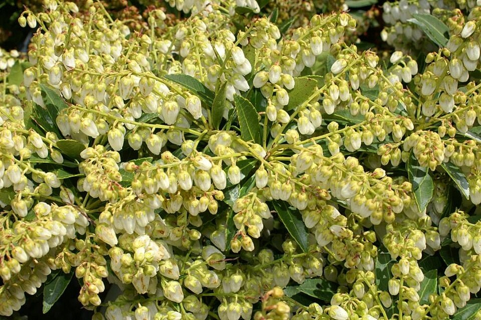 Pieris japonica 'Cavatine' (Cavatine Japanese Pieris) (alternate view 4)