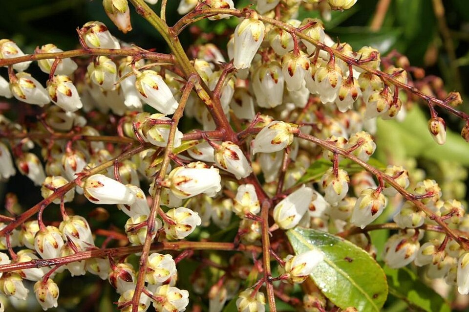 Pieris japonica 'Mountain Fire' (Pieris Mountain Fire) (alternate view 3)