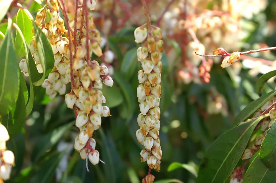 Pieris japonica 'Valley Rose' (Valley Rose Pieris)