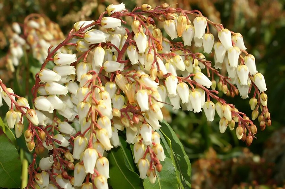 Pieris japonica 'Mountain Fire' (Pieris Mountain Fire) (alternate view 4)
