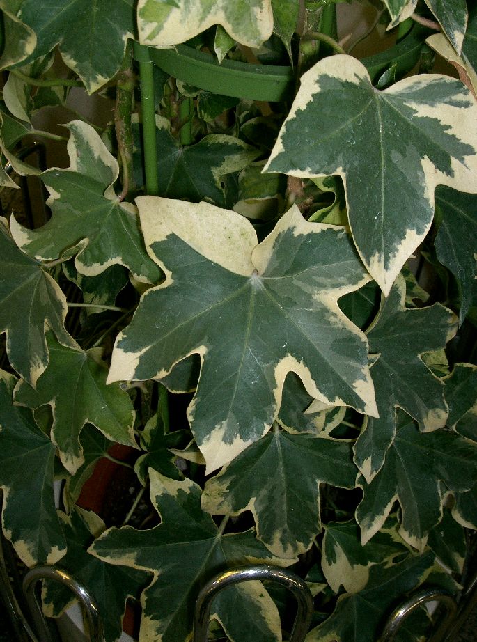 × Fatshedera lizei (fatshedera)