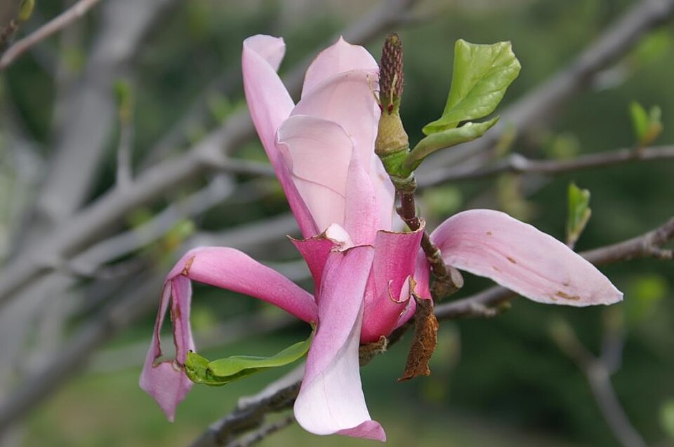 Magnolia 'Galaxy' (Galaxy Magnolia) (alternate view 3)