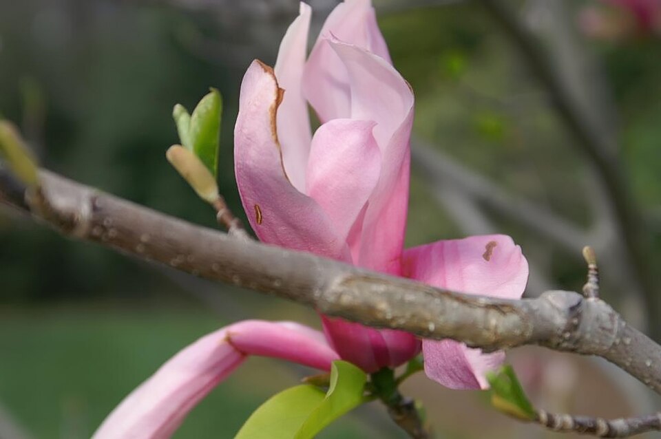 Magnolia 'Galaxy' (Galaxy Magnolia) (alternate view 4)