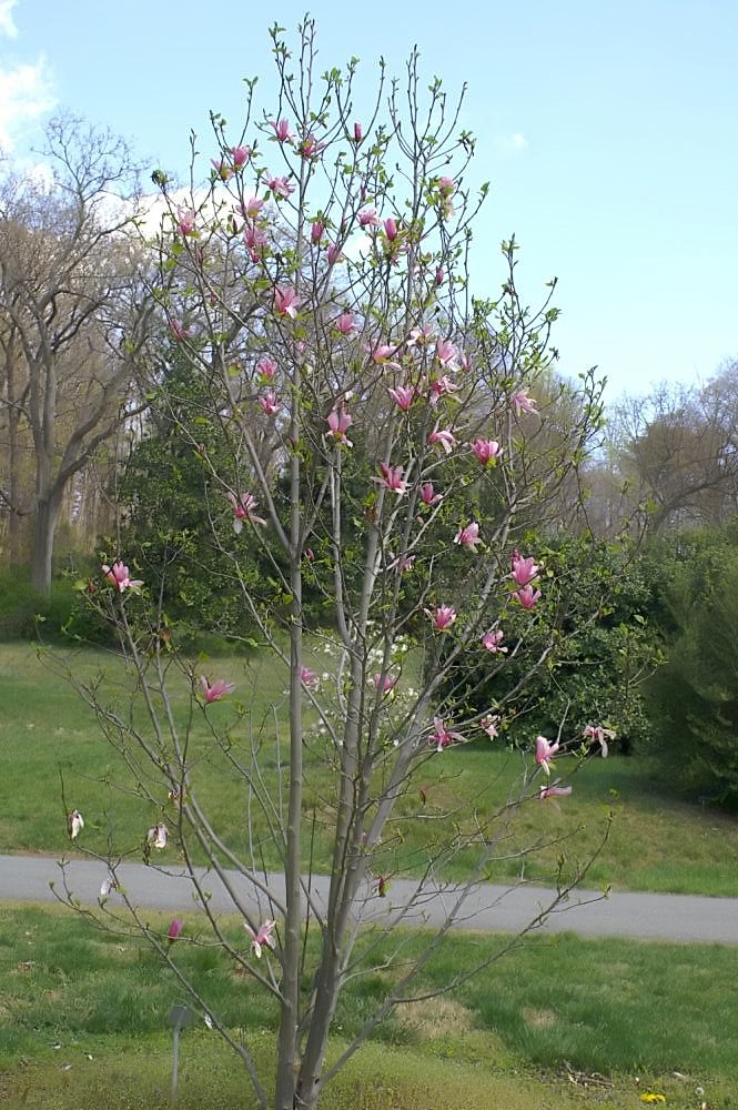 Magnolia 'Galaxy' (Galaxy Magnolia) (alternate view 5)
