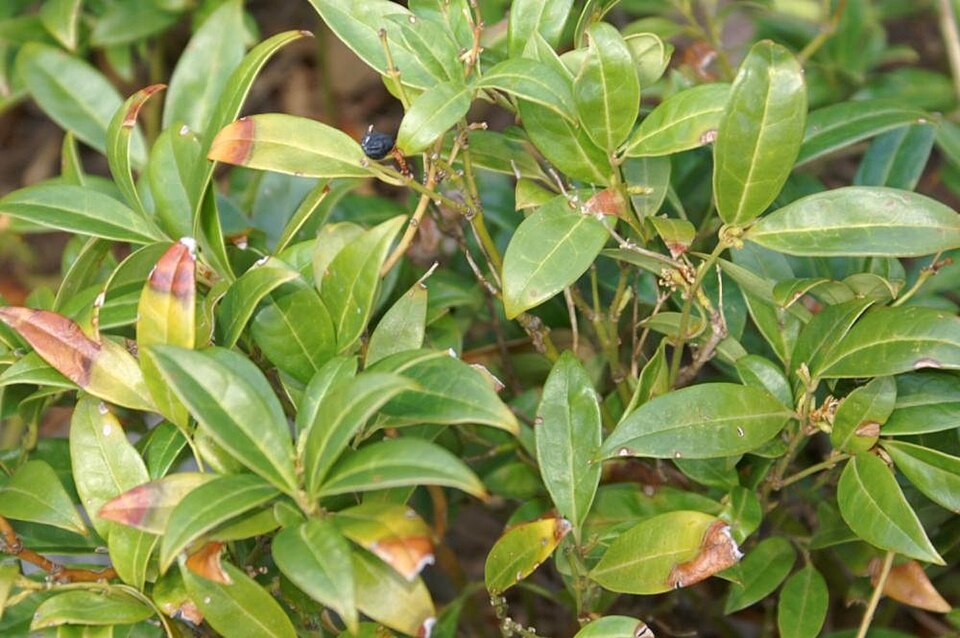 Sarcococca hookeriana var. humilis (low sarcococca) (alternate view 5)