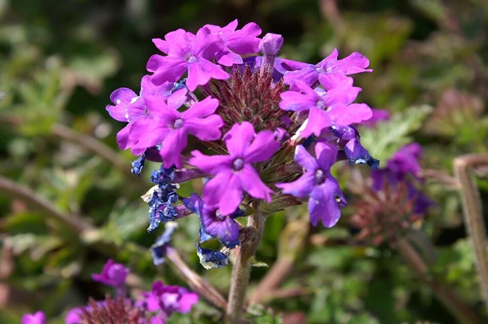 Verbena canadensis 'Homestead Purple' (Verbena Purple Homestead) (alternate view 3)