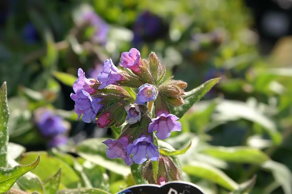 Pulmonaria × 'Trevi Fountain' (Trevi Fountain Lungwort)