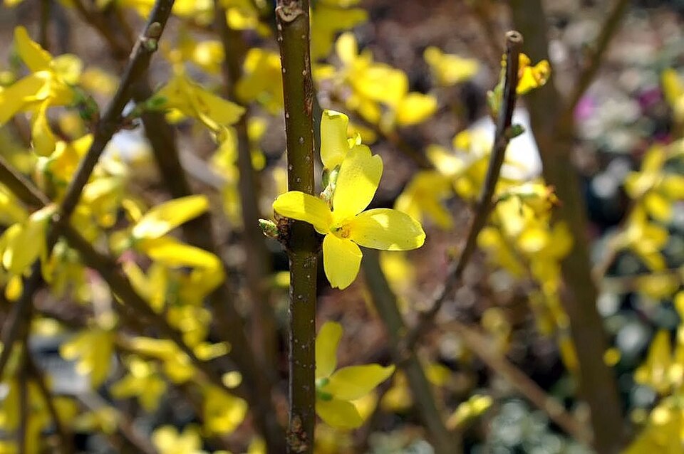 Forsythia x intermedia (hybrid forsythia) (alternate view 6)