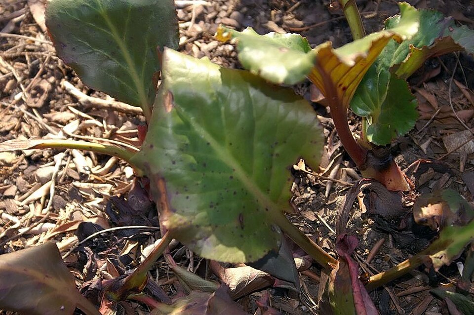 Bergenia (elephant-ears) (alternate view 6)