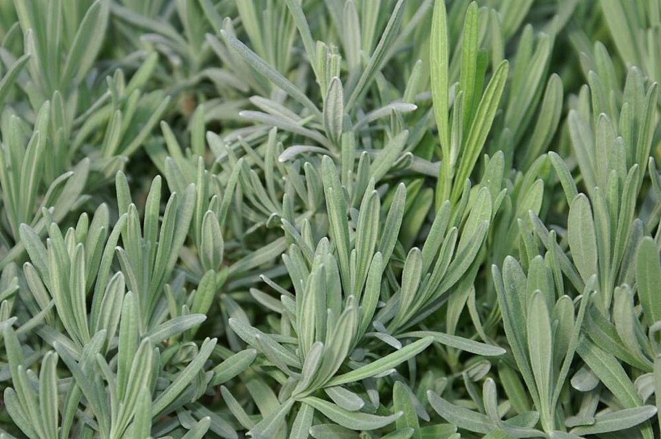 Lavandula × intermedia 'Provence' (Provence Lavender)
