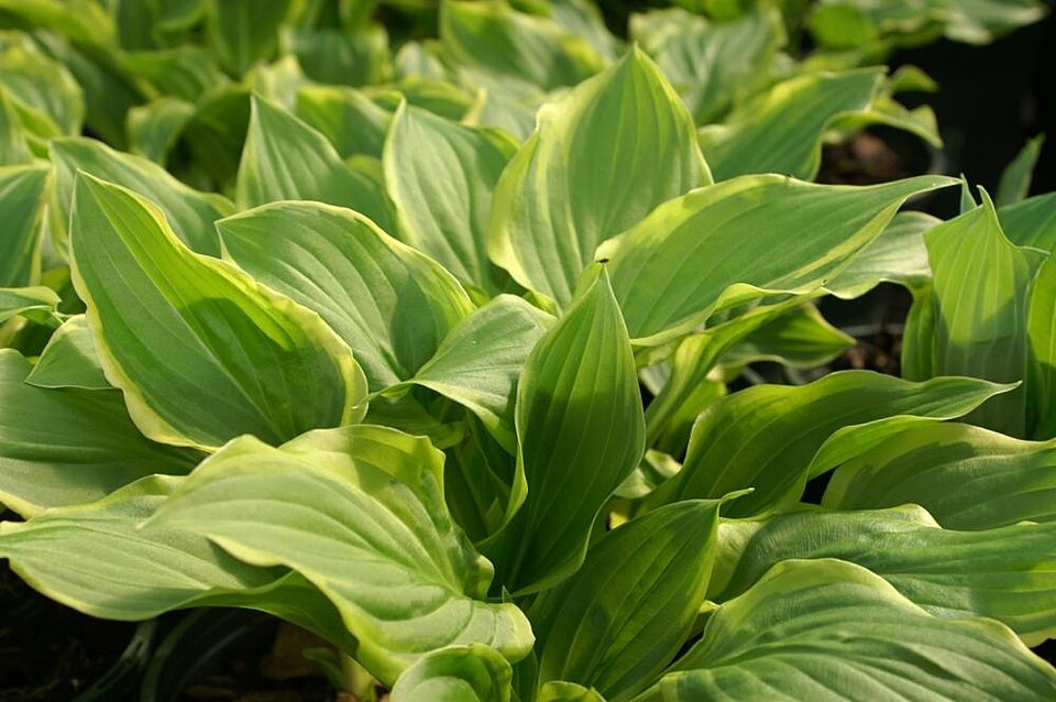 Hosta 'Blue Angel' (Blue Angel Hosta)