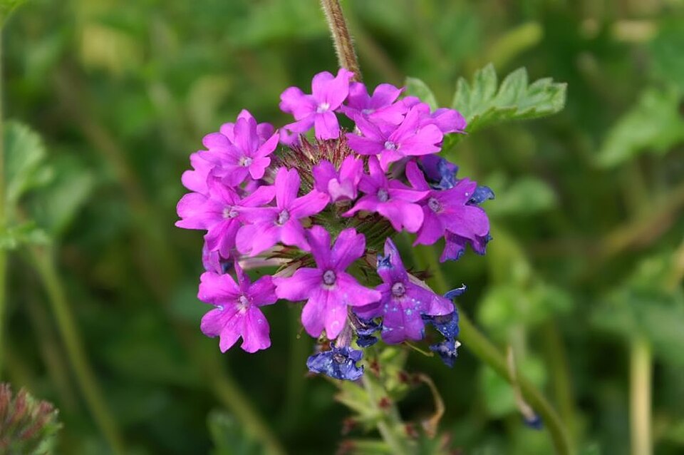 Verbena canadensis 'Homestead Purple' (Verbena Purple Homestead) (alternate view 4)