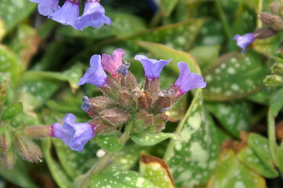 Pulmonaria × 'Trevi Fountain' (Trevi Fountain Lungwort) (alternate view 2)