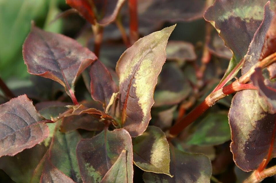Persicaria microcephala 'Red Dragon' (Red Dragon Knotweed) (alternate view 4)