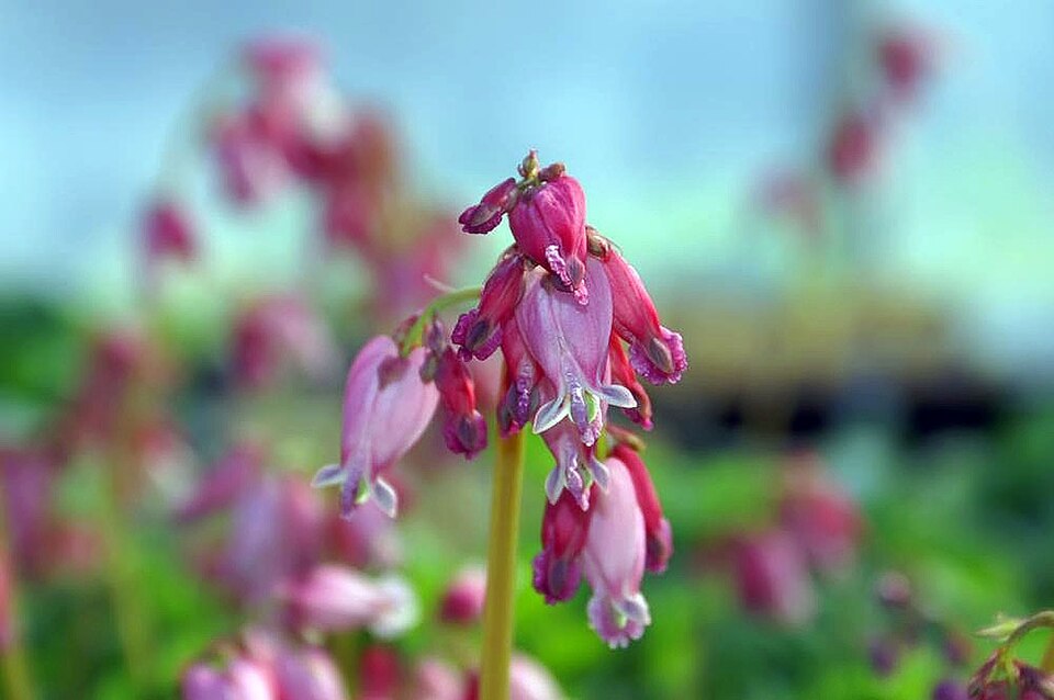 Dicentra 'Luxuriant' (Luxuriant Bleeding Heart) (alternate view 2)