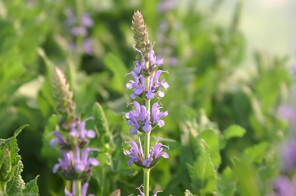 Salvia nemorosa 'Blue Hill' (Blue Hill Meadow Sage)