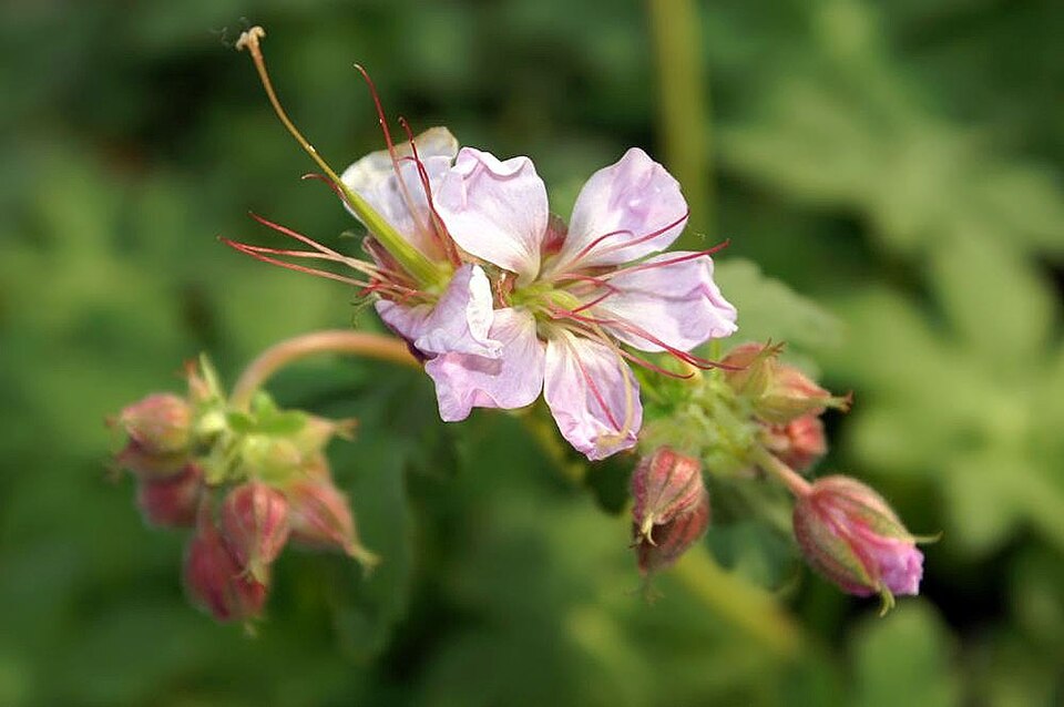 Geranium macrorrhizum 'Ingwersen's Variety' (Ingwersen's Variety)