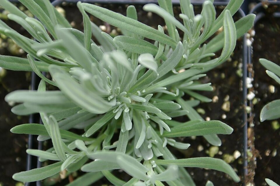 Lavandula × intermedia 'Provence' (Provence Lavender) (alternate view 2)