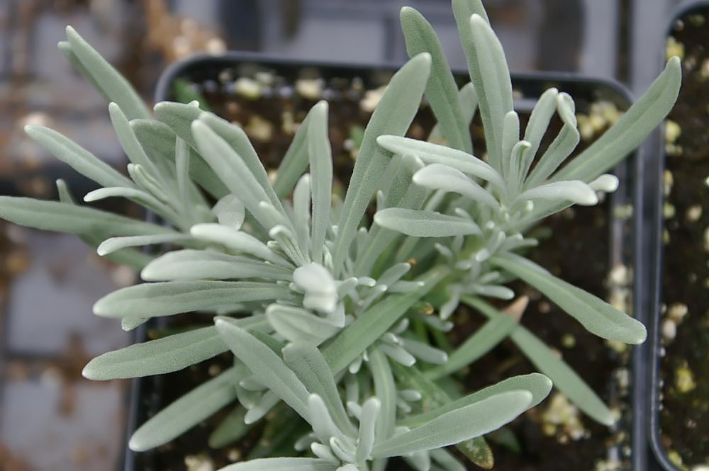 Lavandula spp., lavenders — mounding evergreen (Lamiaceae) (image 7 of 8)