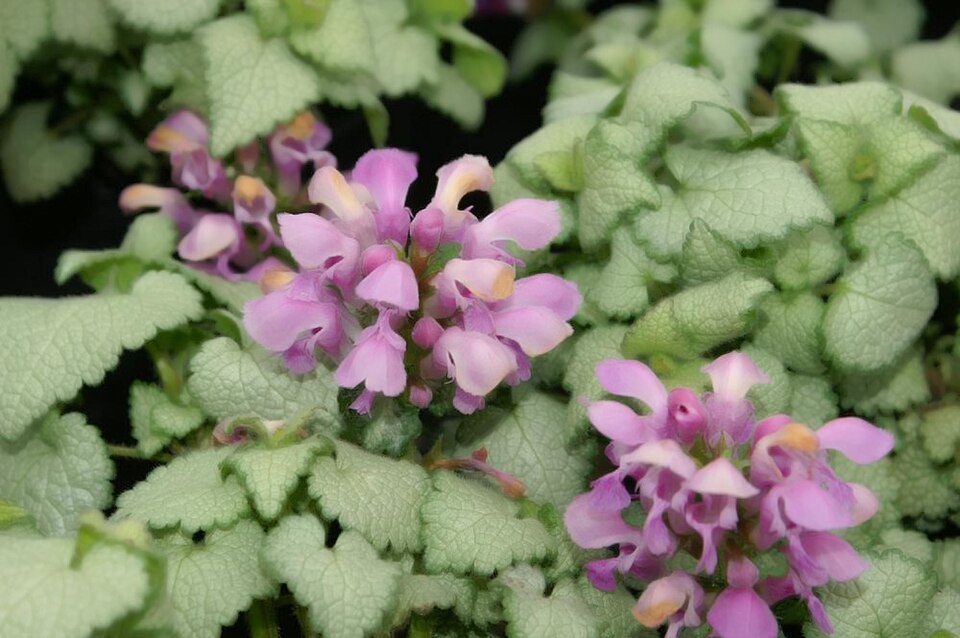 Lamium maculatum 'Beacon Silver' (alternate view 4)