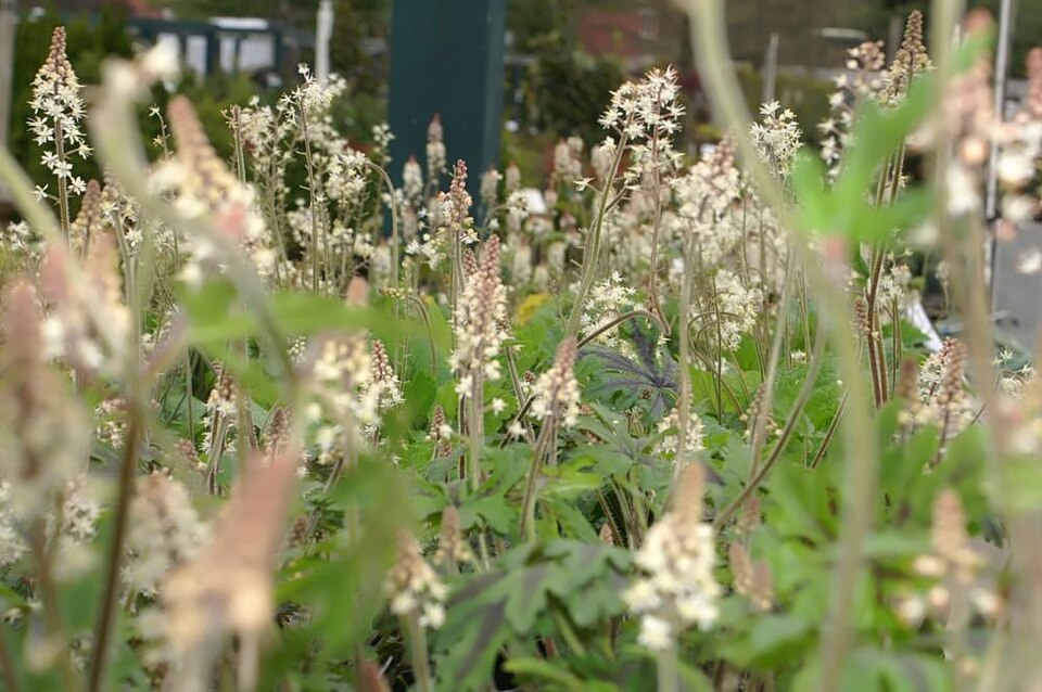 Tiarella (foamflowers)