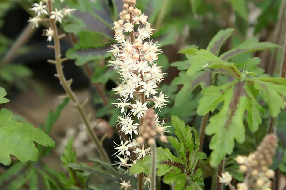Tiarella (foamflowers) (alternate view 2)