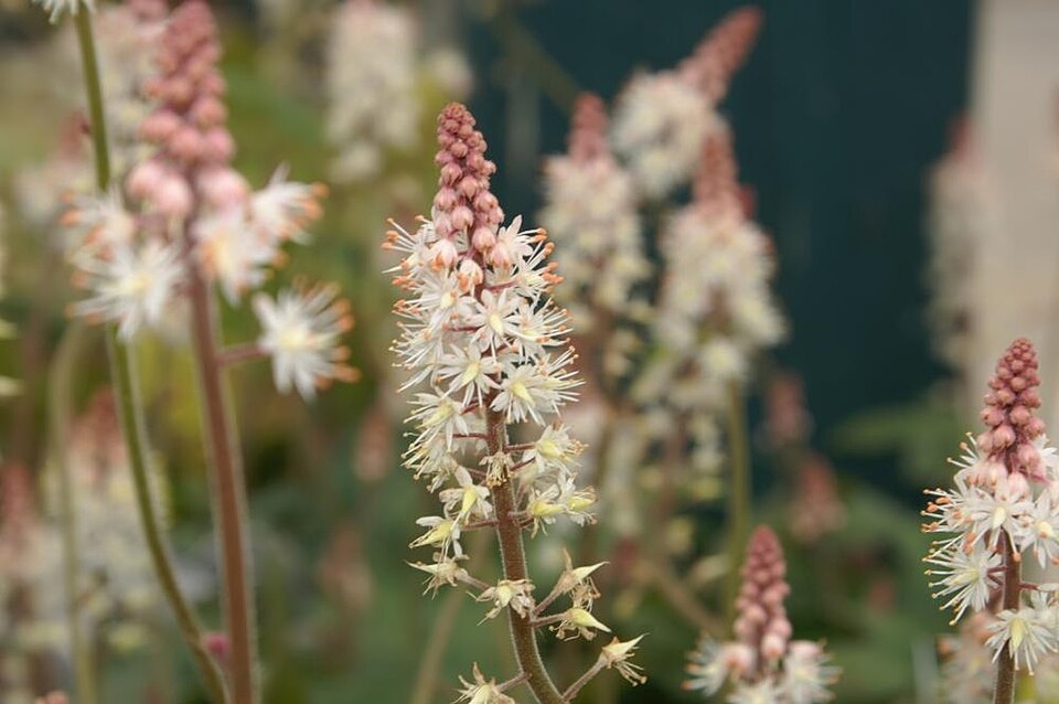 Tiarella cordifolia 'Oakleaf' (Oakleaf Foamflower) (alternate view 2)