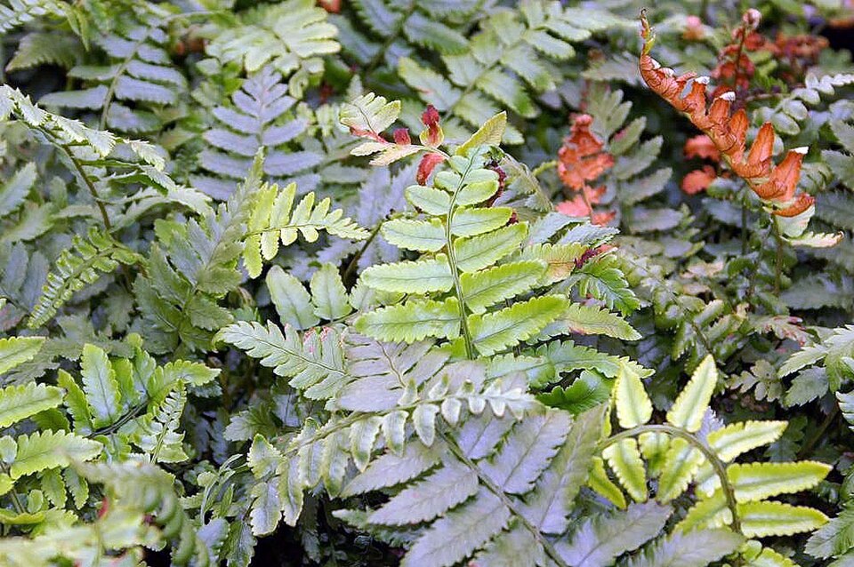 Dryopteris cycadina (Shaggy Wood Fern) (alternate view 7)