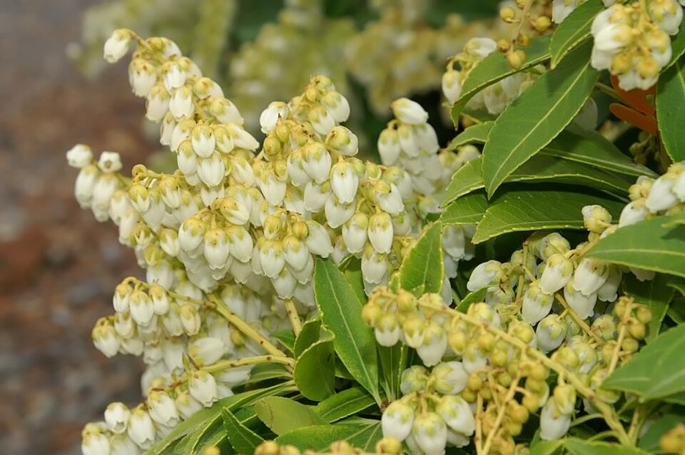 Pieris japonica 'Sarabande' (Sarabande Japanese Pieris)