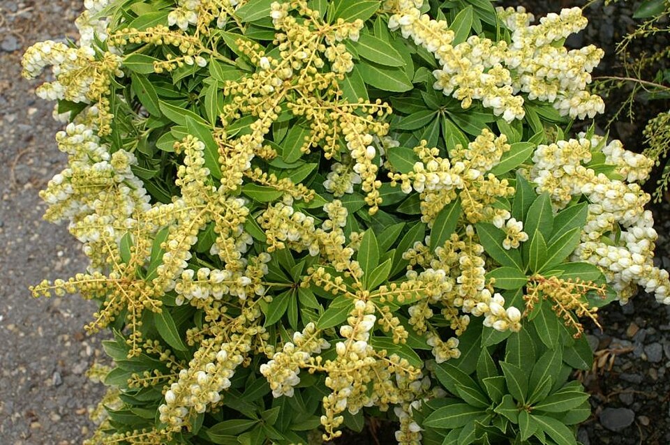 Pieris japonica 'Sarabande' (Sarabande Japanese Pieris) (alternate view 2)