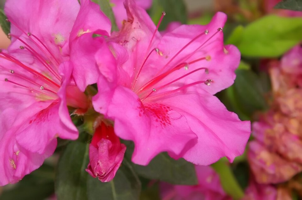 Rhododendron 'Autumn Twist' (Autumn Twist Encore Azalea)