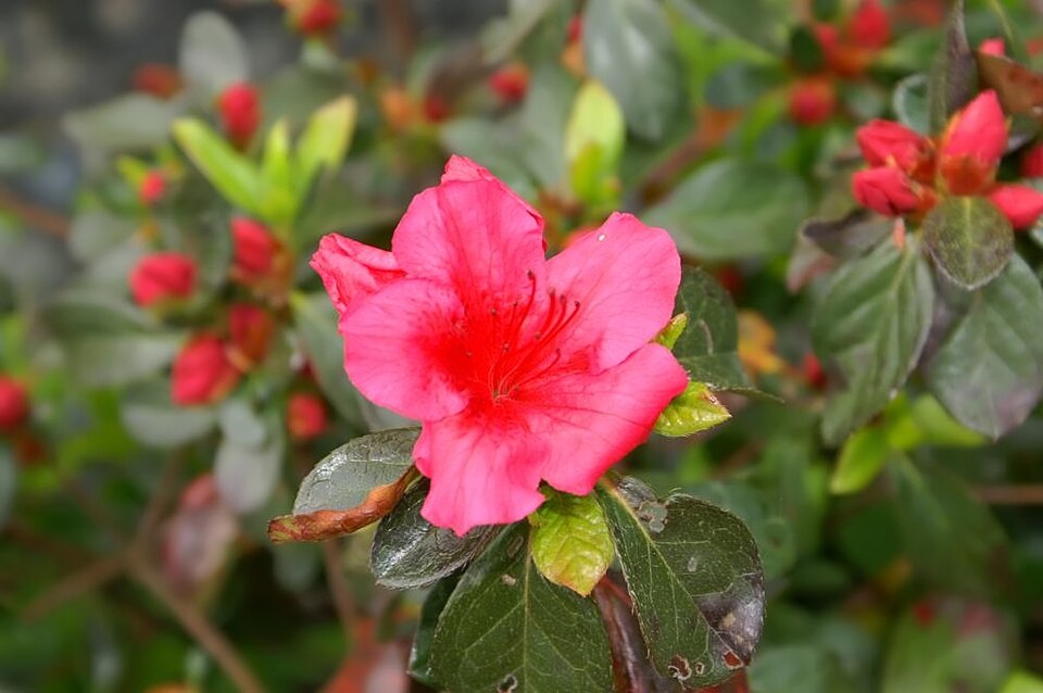Rhododendron 'Girard''s Crimson' (Girard's Crimson Azalea)