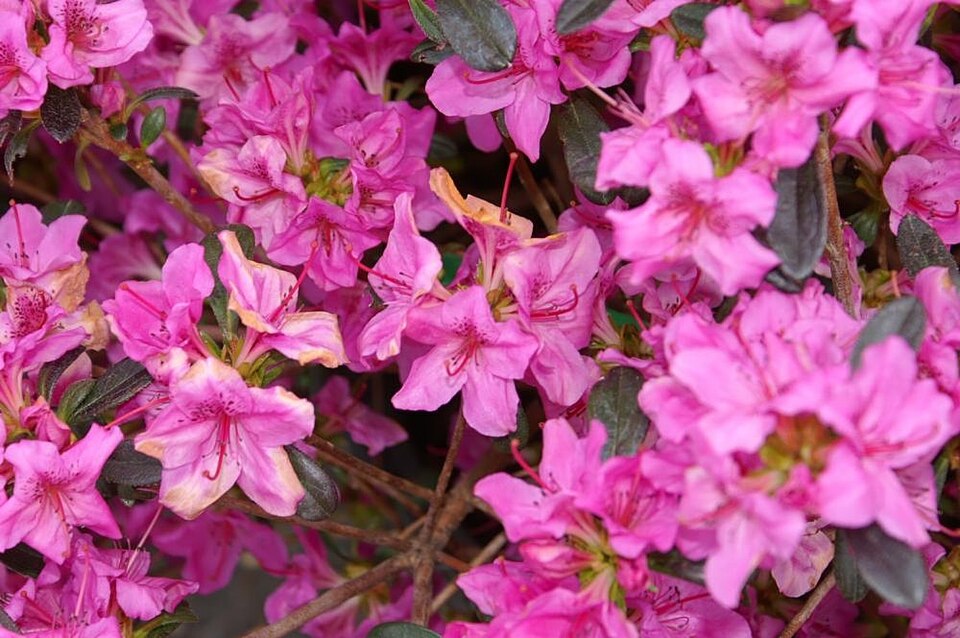 Rhododendron 'Karen' (Karen Azalea)