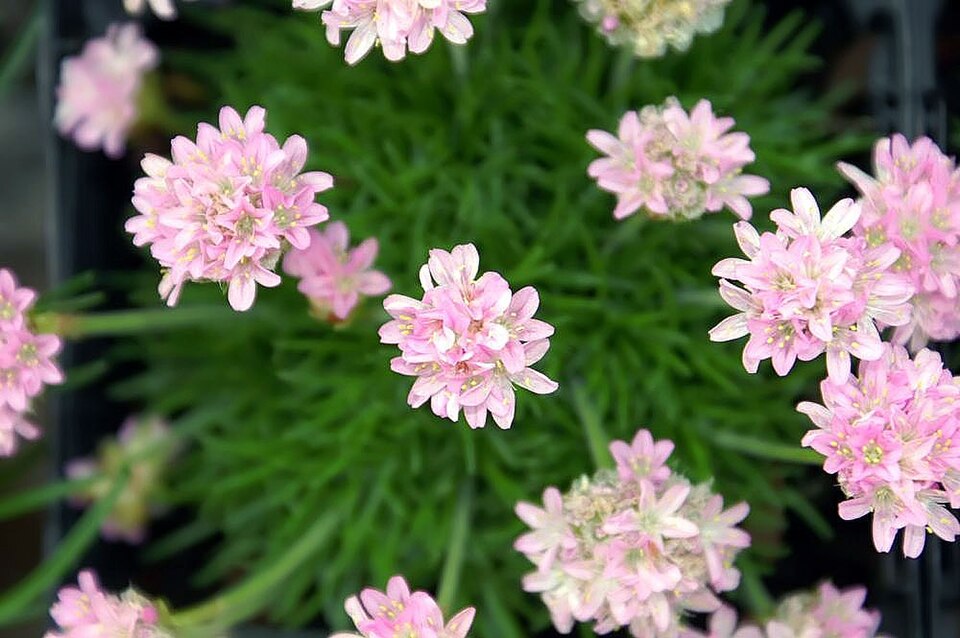 Armeria maritima 'Victor Reiter' (Victor Reiter Sea Thrift)