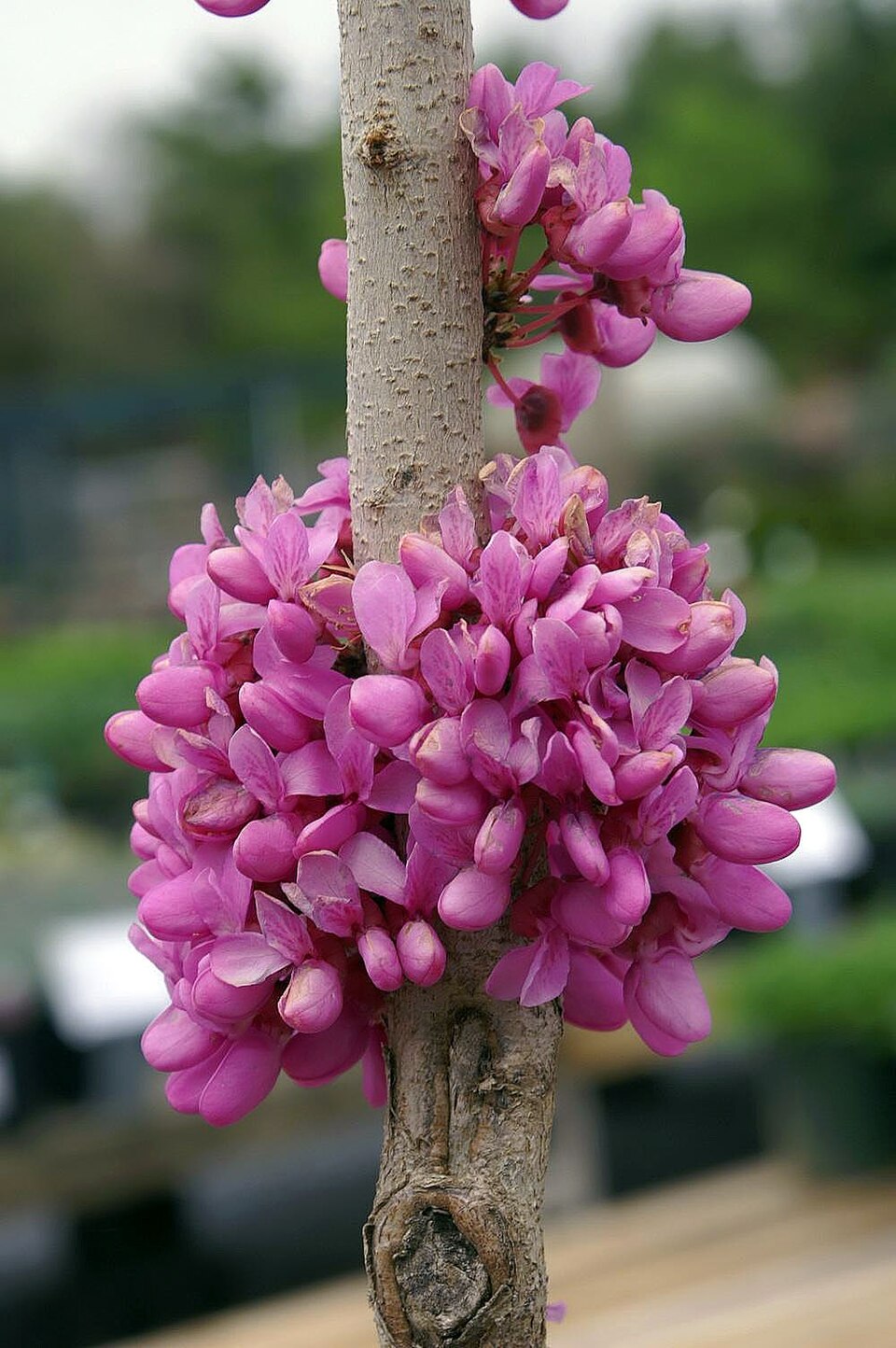 Cercis chinensis 'Avondale' (Avondale Chinese Redbud) (alternate view 5)
