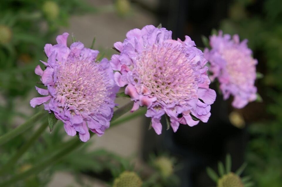 Scabiosa 'Butterfly Blue' (dwarf blue pincushion flower) (alternate view 5)