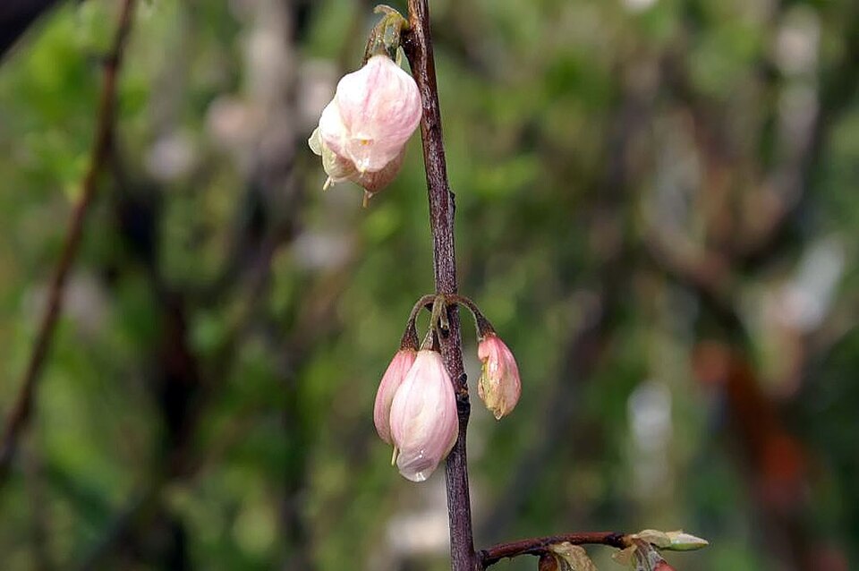 Halesia (silverbells) (alternate view 4)
