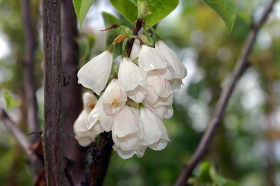 Halesia (silverbells) (alternate view 5)