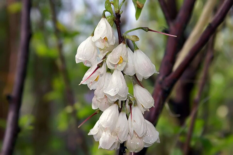 Halesia (silverbells) (alternate view 6)