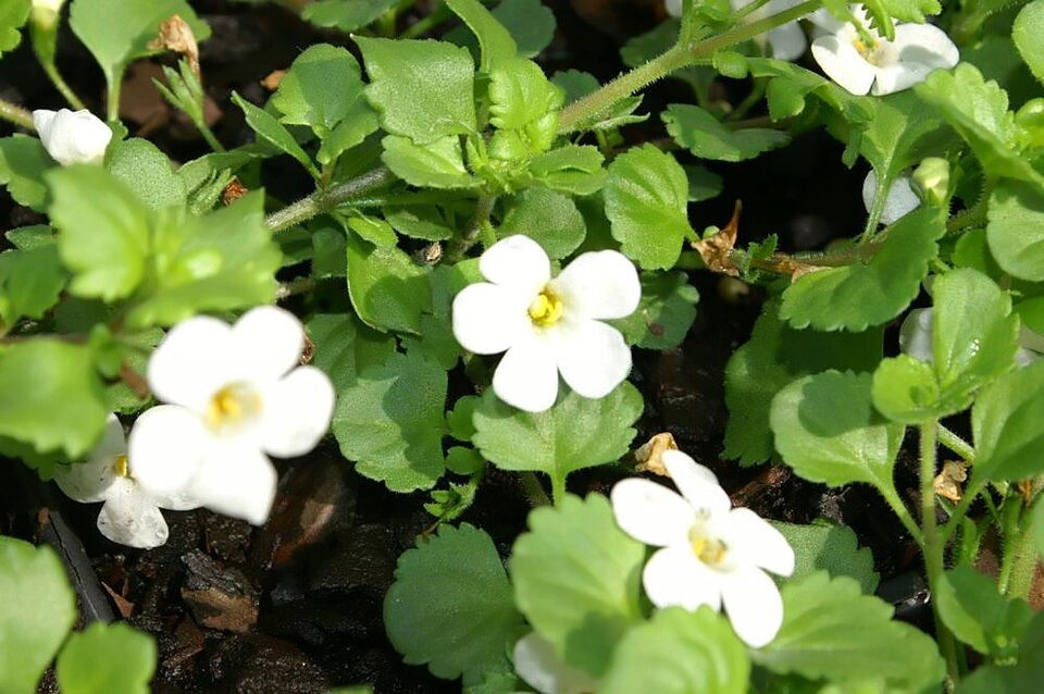 Chaenostoma (Skunkbushes)