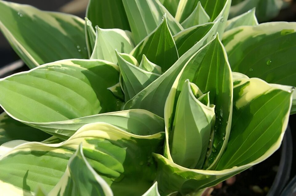 Hosta 'Francee' (Francee Hosta) (alternate view 2)