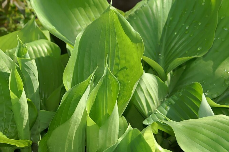 Hosta 'Sum and Substance' (Sum and Substance Hosta) (alternate view 2)