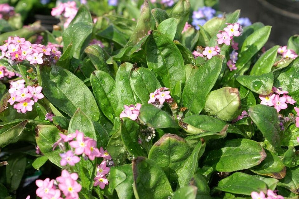Myosotis sylvatica 'Rosylva' (Rosylva Forget-Me-Not) (alternate view 5)