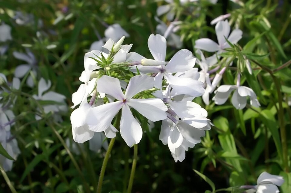 Phlox divaricata 'May Breeze' (May Breeze Woodland Phlox)