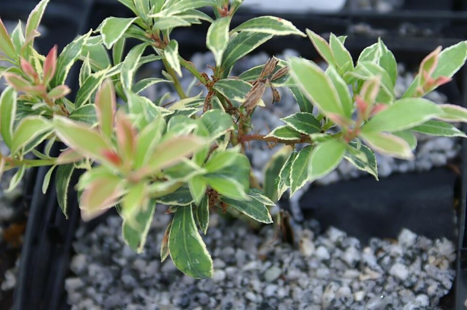 Pieris japonica 'Little Heath' (Little Heath Pieris)