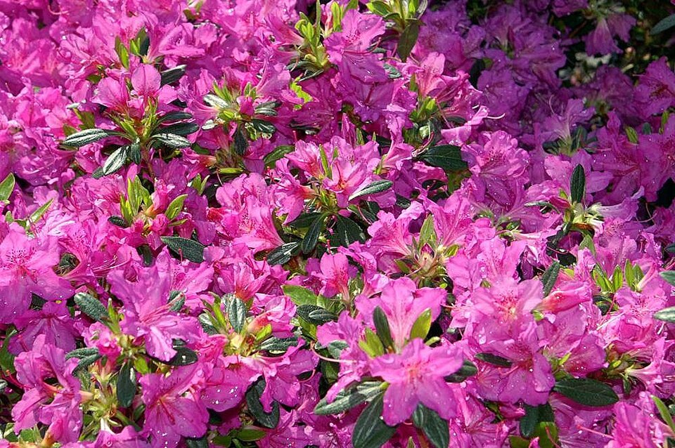 Rhododendron 'Karen' (Karen Azalea) (alternate view 2)