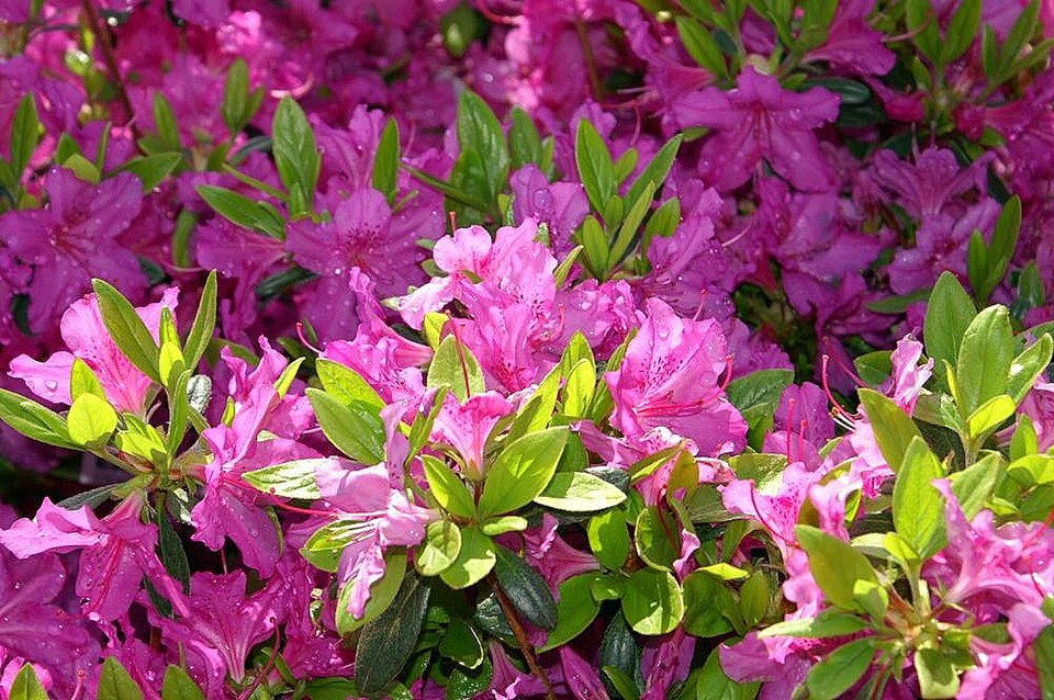 Rhododendron 'Karen' (Karen Azalea) (alternate view 3)