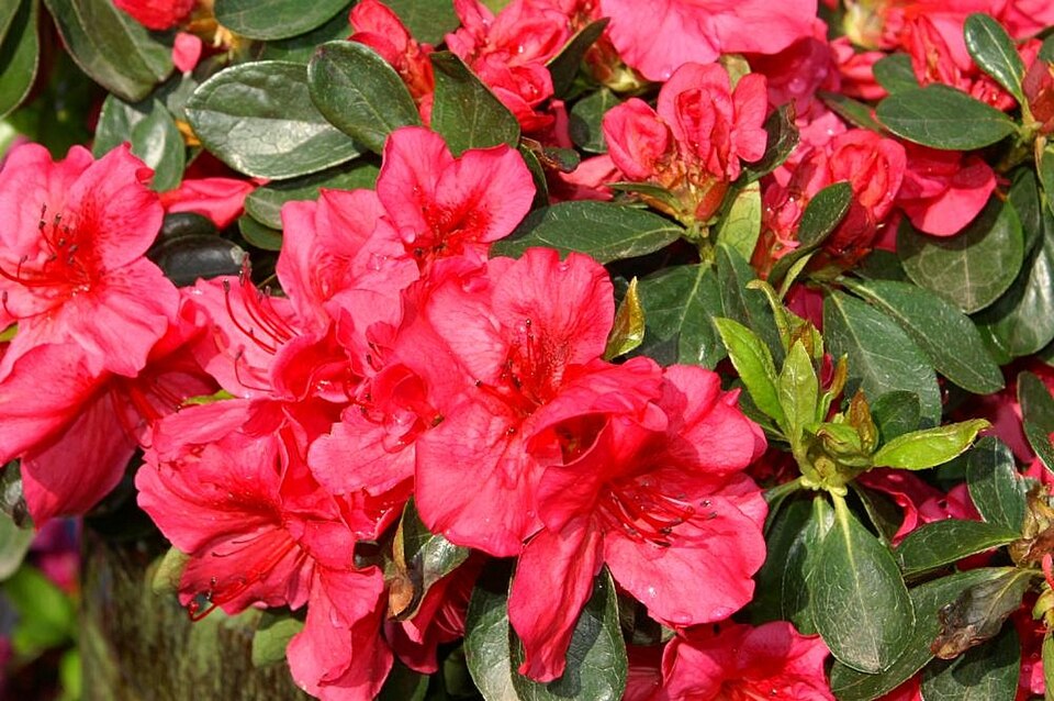 Rhododendron 'Girard''s Crimson' (Girard's Crimson Azalea) (alternate view 2)