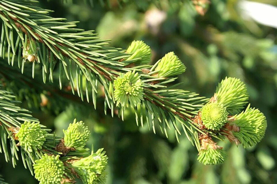 Picea abies 'Pendula' (Weeping Norway Spruce) (alternate view 4)