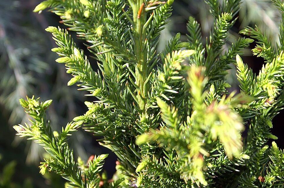 Cryptomeria japonica 'Black Dragon' (Black Dragon Japanese Cedar) (alternate view 3)